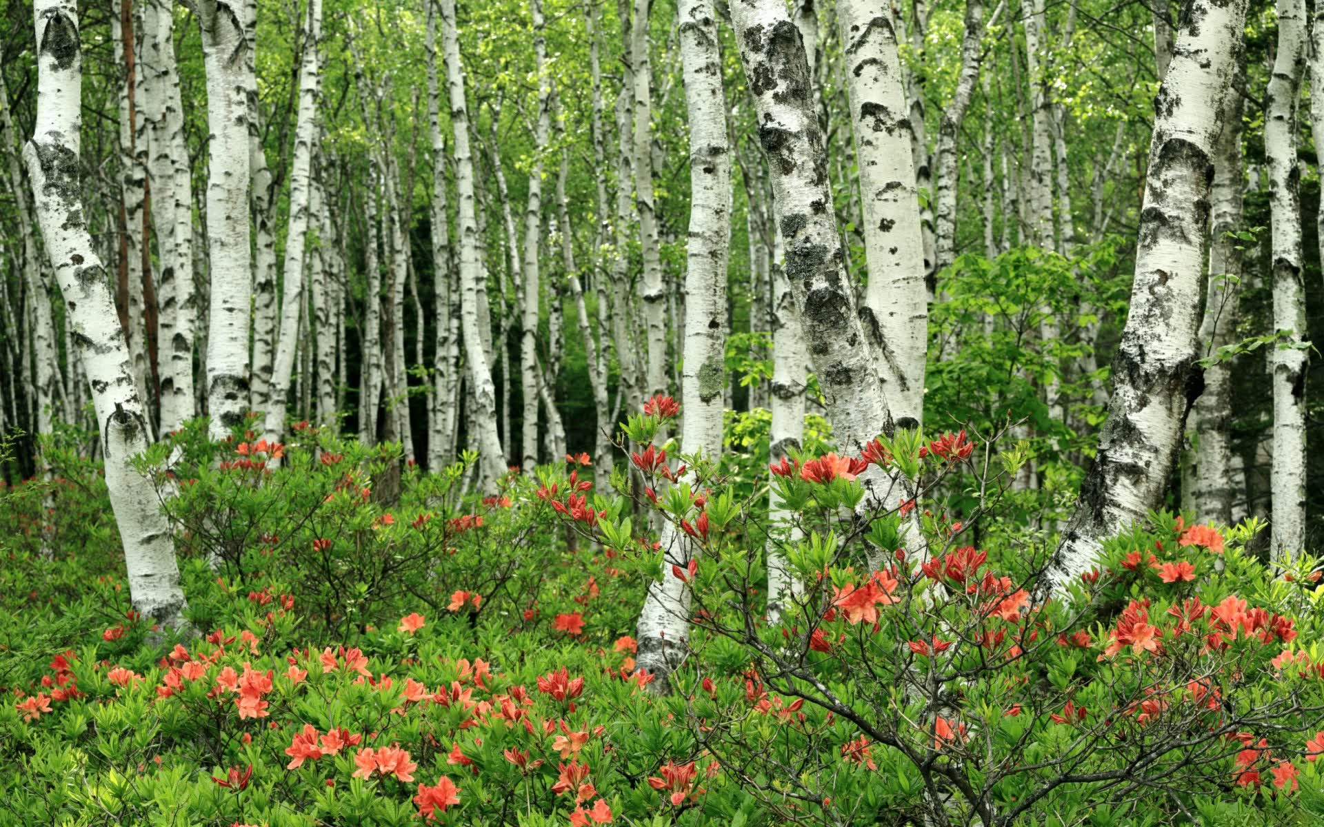 世界登山青年志愿者营:培养救援与环保意识并进的年轻力量,国际登山联合会